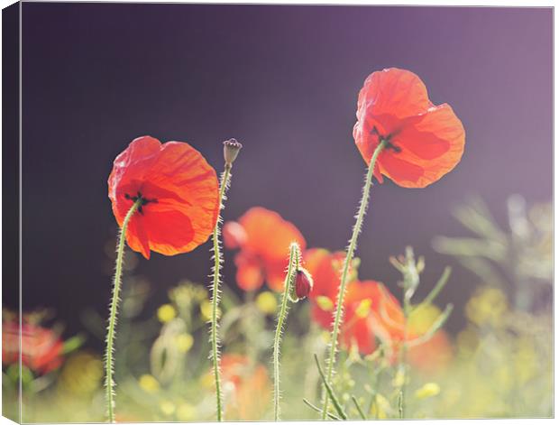 Sunlit Poppies Canvas Print by James Rowland