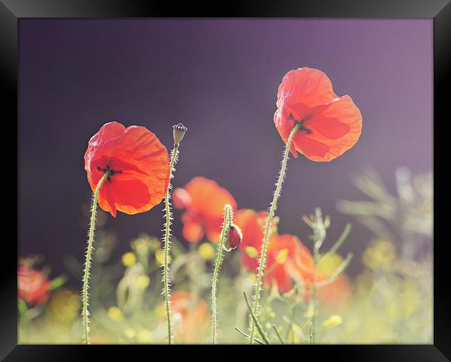 Sunlit Poppies Framed Print by James Rowland