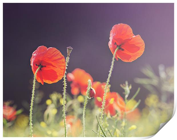 Sunlit Poppies Print by James Rowland