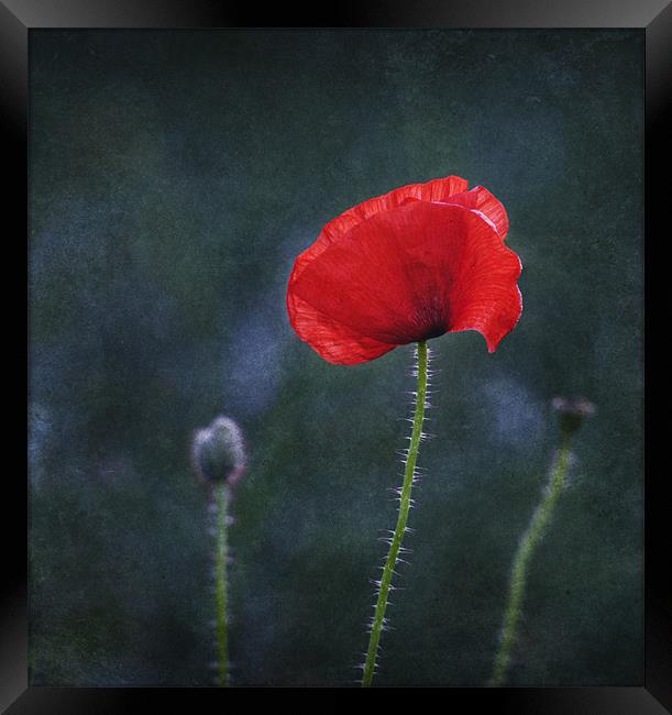 Poppy on a Dark Backround Framed Print by James Rowland