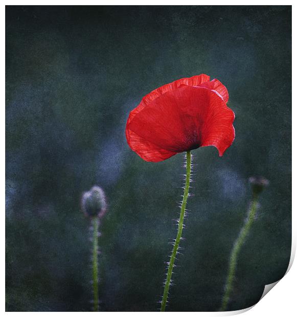 Poppy on a Dark Backround Print by James Rowland