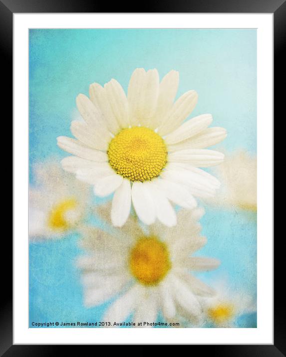 Oxeye Dasies Framed Mounted Print by James Rowland