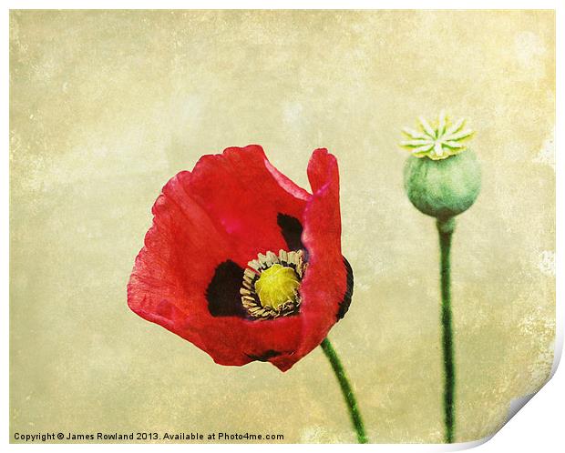Poppy against the wall Print by James Rowland