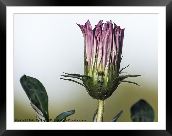 Ready to Blossom Framed Mounted Print by Keith Thorburn EFIAP/b