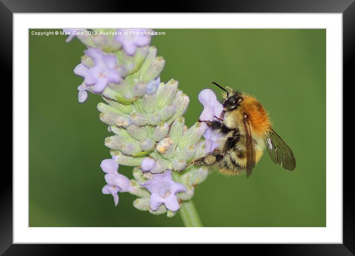 Bumblebee Framed Mounted Print by Mark Cake