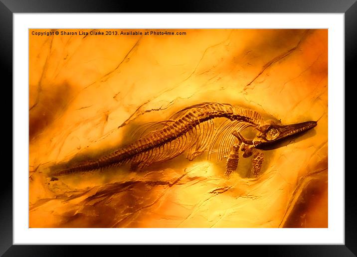 Ichthyosaur Framed Mounted Print by Sharon Lisa Clarke