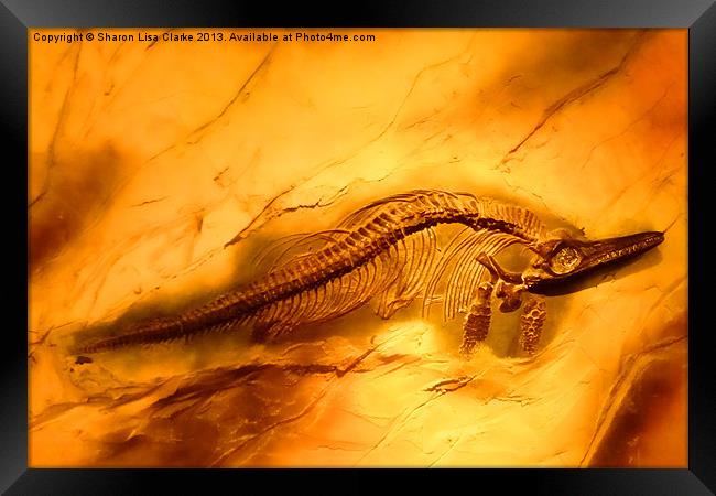 Ichthyosaur Framed Print by Sharon Lisa Clarke