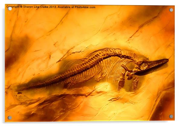 Ichthyosaur Acrylic by Sharon Lisa Clarke