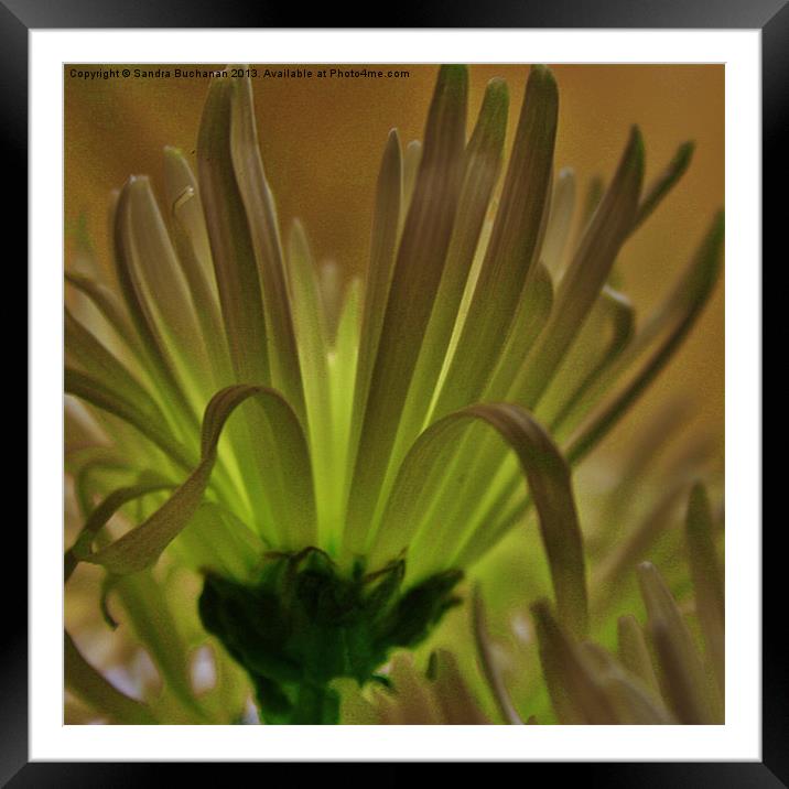 Spider Chrysanthemum 2 Framed Mounted Print by Sandra Buchanan