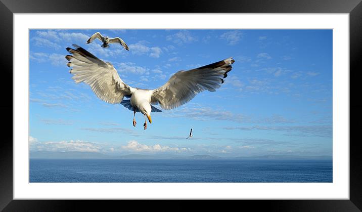 Seagulls Framed Mounted Print by barbara walsh