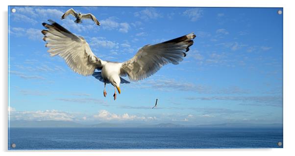 Seagulls Acrylic by barbara walsh
