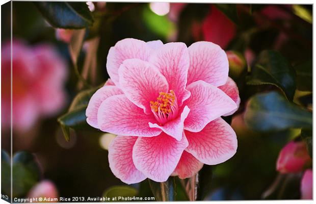 Pink Camellia Canvas Print by Adam Rice