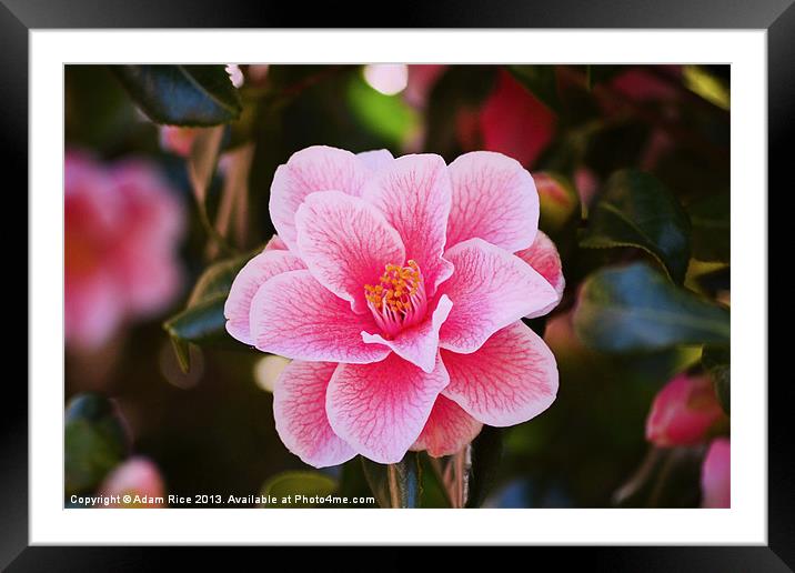 Pink Camellia Framed Mounted Print by Adam Rice