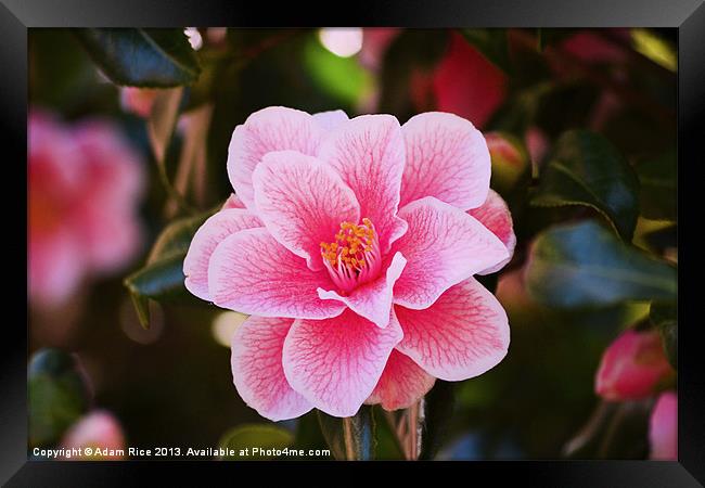 Pink Camellia Framed Print by Adam Rice