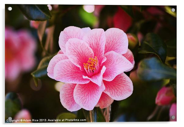 Pink Camellia Acrylic by Adam Rice