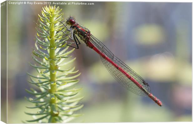 Red Dragonfly Canvas Print by Roy Evans
