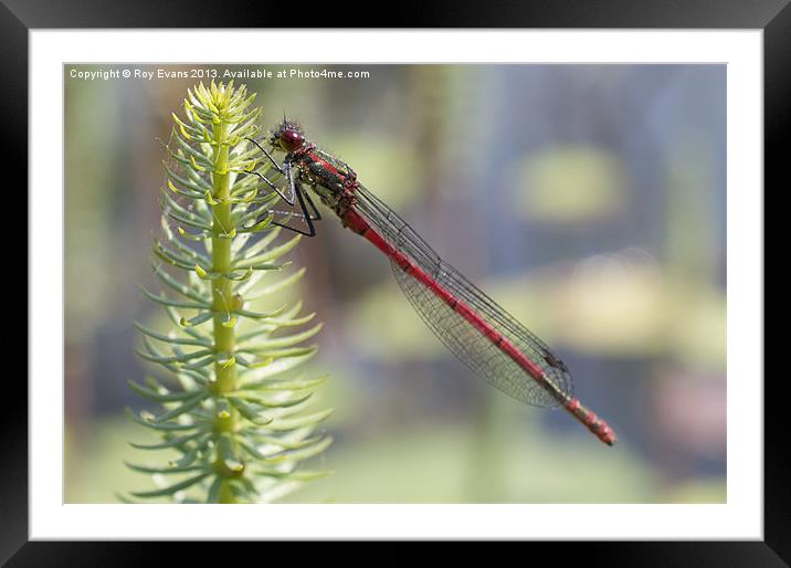 Red Dragonfly Framed Mounted Print by Roy Evans