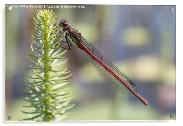 Red Dragonfly Acrylic by Roy Evans