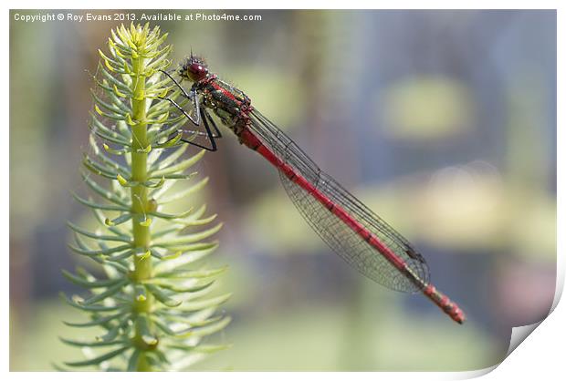 Red Dragonfly Print by Roy Evans