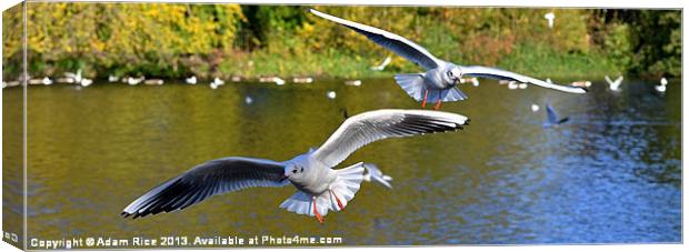 Seagull Attack Canvas Print by Adam Rice