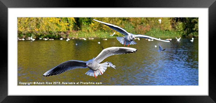 Seagull Attack Framed Mounted Print by Adam Rice