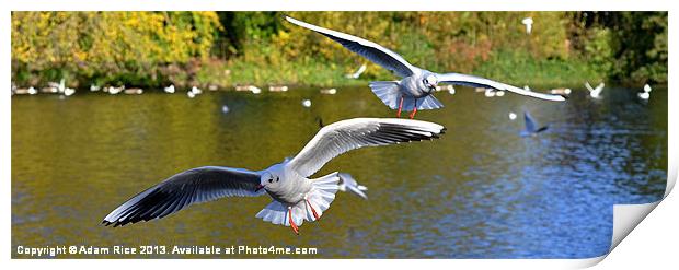 Seagull Attack Print by Adam Rice