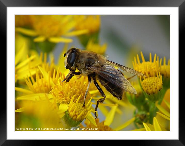 Busy Again Framed Mounted Print by michelle whitebrook