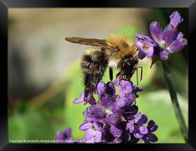 Hard At Work 6 Framed Print by michelle whitebrook