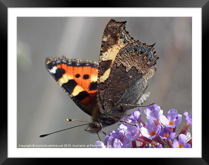 Butterfly 4 Framed Mounted Print by michelle whitebrook