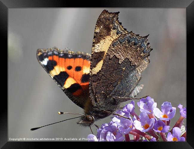 Butterfly 4 Framed Print by michelle whitebrook