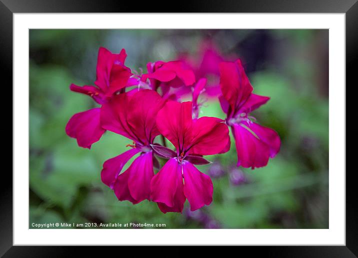Geranium Framed Mounted Print by Thanet Photos