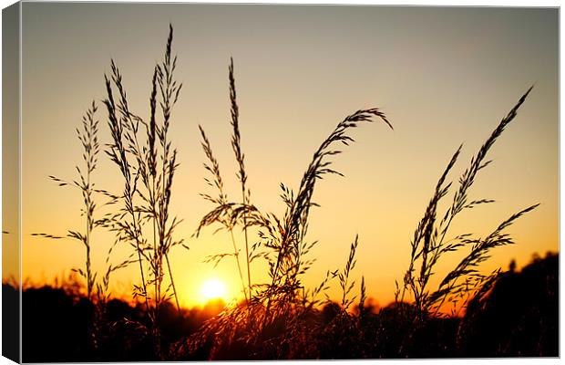 Grass at Sunset Canvas Print by Ray Nelson