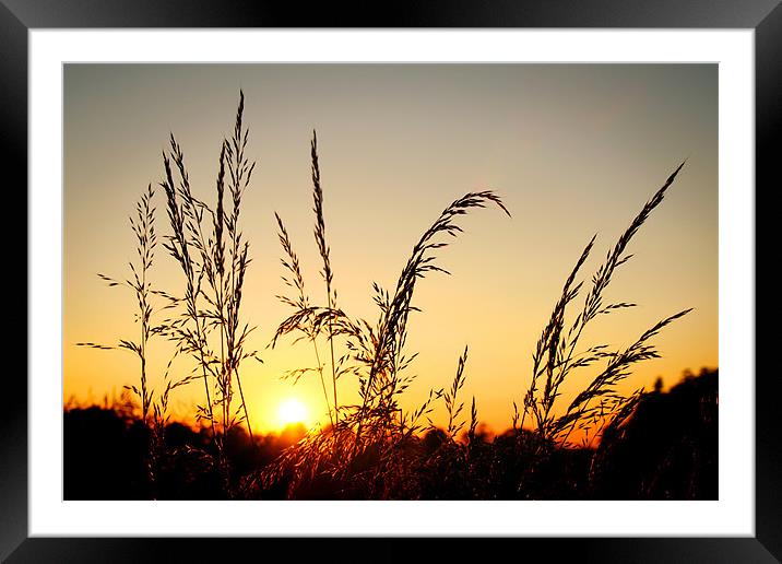 Grass at Sunset Framed Mounted Print by Ray Nelson