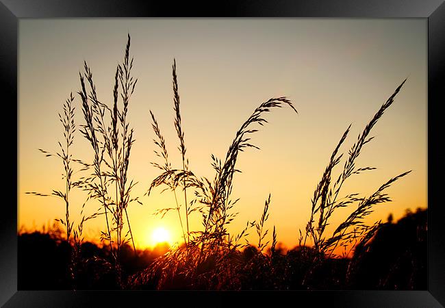 Grass at Sunset Framed Print by Ray Nelson