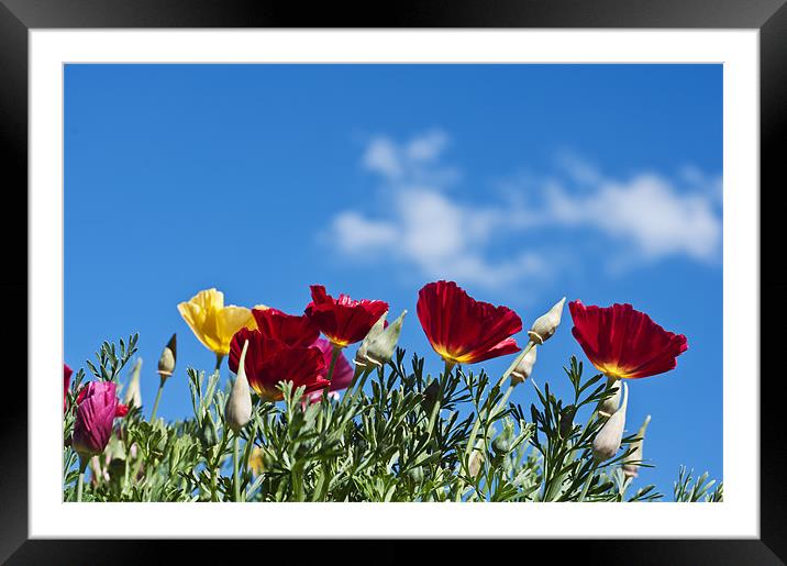 Poppies Framed Mounted Print by Steve Purnell