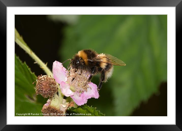 White Tailed Bumble Bee Framed Mounted Print by Randal Cheney