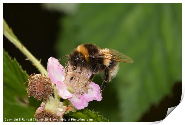 White Tailed Bumble Bee Print by Randal Cheney