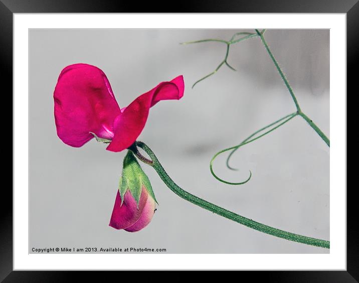 Single Sweetpea flower Framed Mounted Print by Thanet Photos