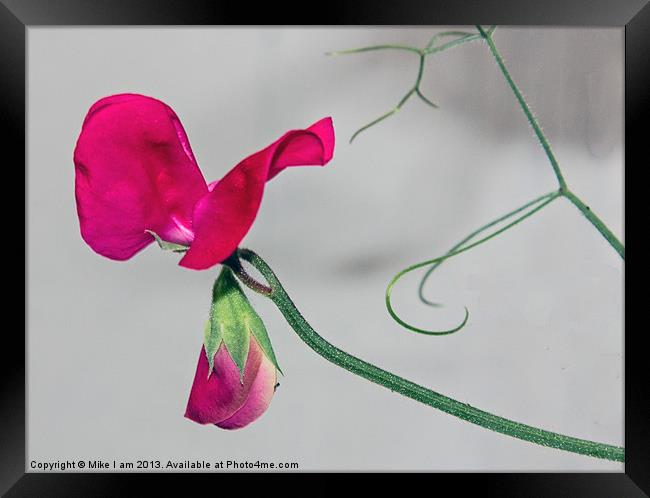 Single Sweetpea flower Framed Print by Thanet Photos