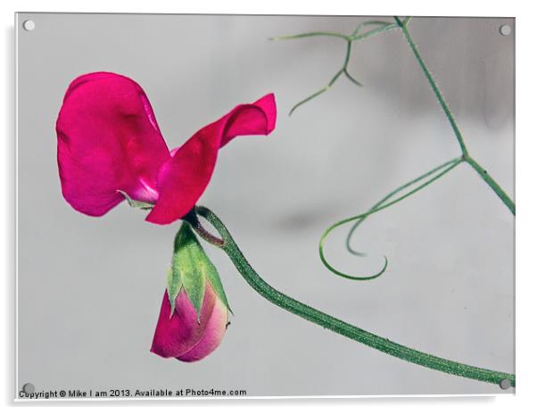 Single Sweetpea flower Acrylic by Thanet Photos