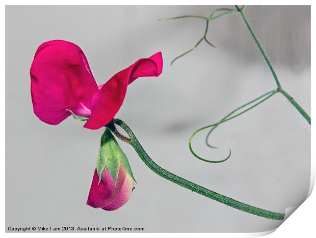 Single Sweetpea flower Print by Thanet Photos