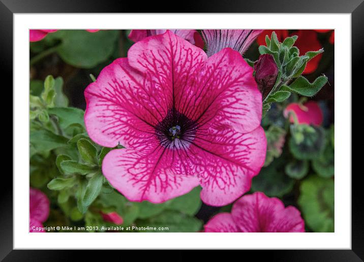 Pink Petunia Framed Mounted Print by Thanet Photos