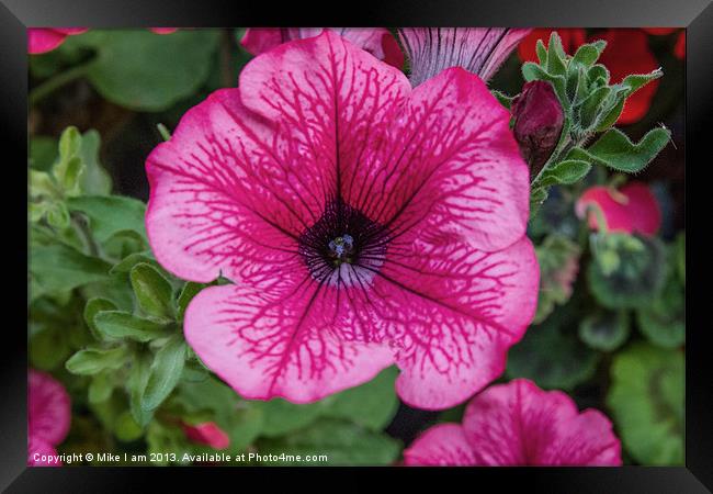 Pink Petunia Framed Print by Thanet Photos