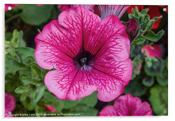 Pink Petunia Acrylic by Thanet Photos