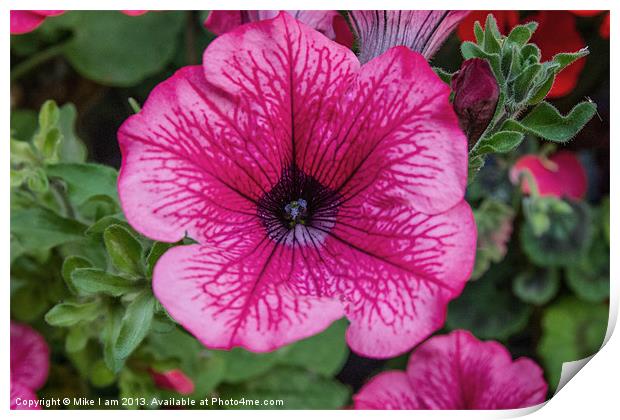 Pink Petunia Print by Thanet Photos