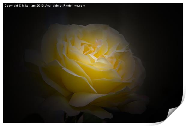 Yellow rose Print by Thanet Photos