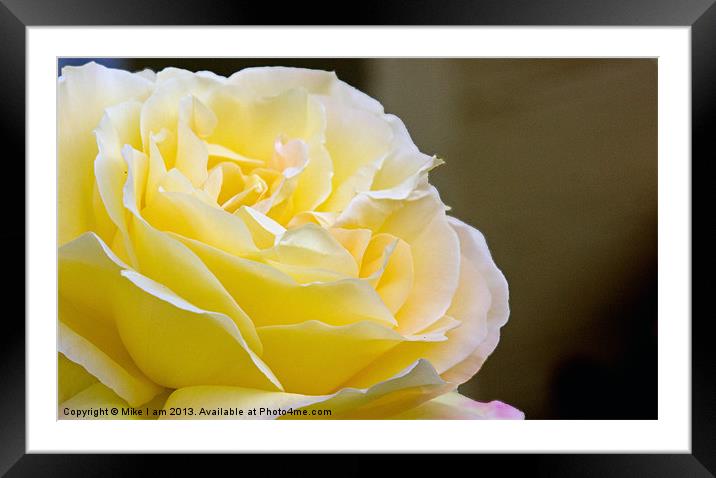 Yellow rose Framed Mounted Print by Thanet Photos