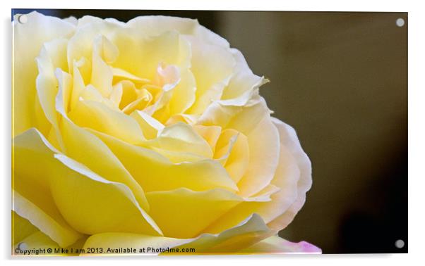 Yellow rose Acrylic by Thanet Photos