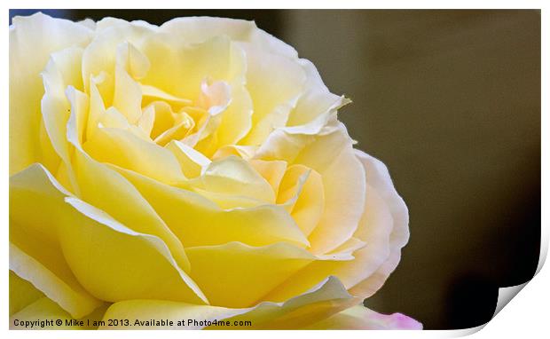 Yellow rose Print by Thanet Photos