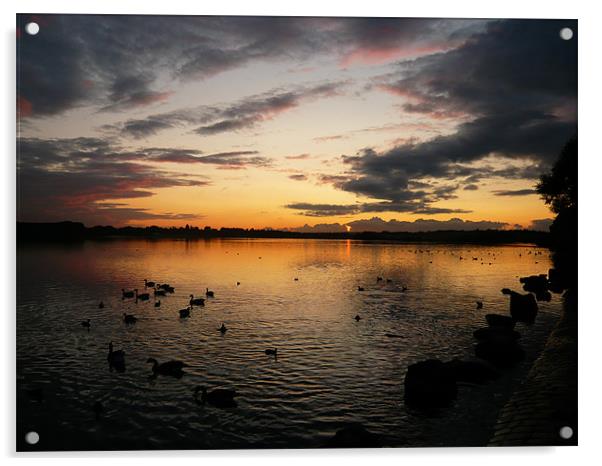 Sunset Swans Acrylic by Mark Richardson